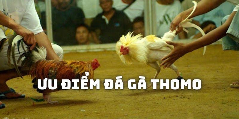 Đá gà Thomo có giấy phép hoạt động chính thức do chính phủ cung cấp